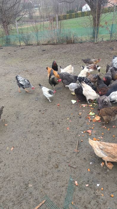 jaja lęgowe mix kur