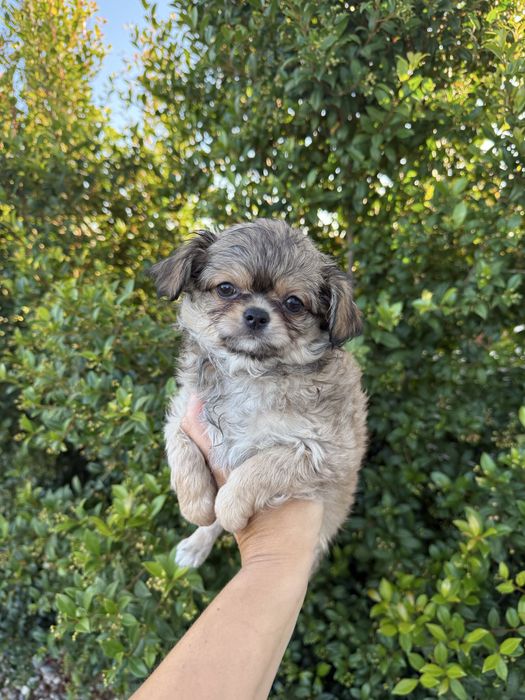 Excelente mini menino Chihuahua/Chiuaua LinhagemRussa de Qualidade