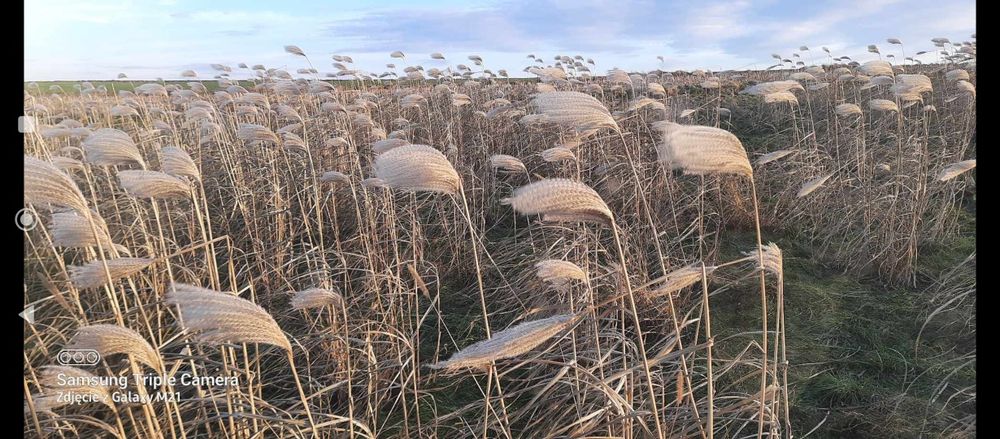 Miskant chiński olbrzymi miscantus giganteus