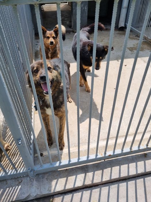 Poszukiwane domy tymczasowe. Pomóż im opuścić betonowe boksy.