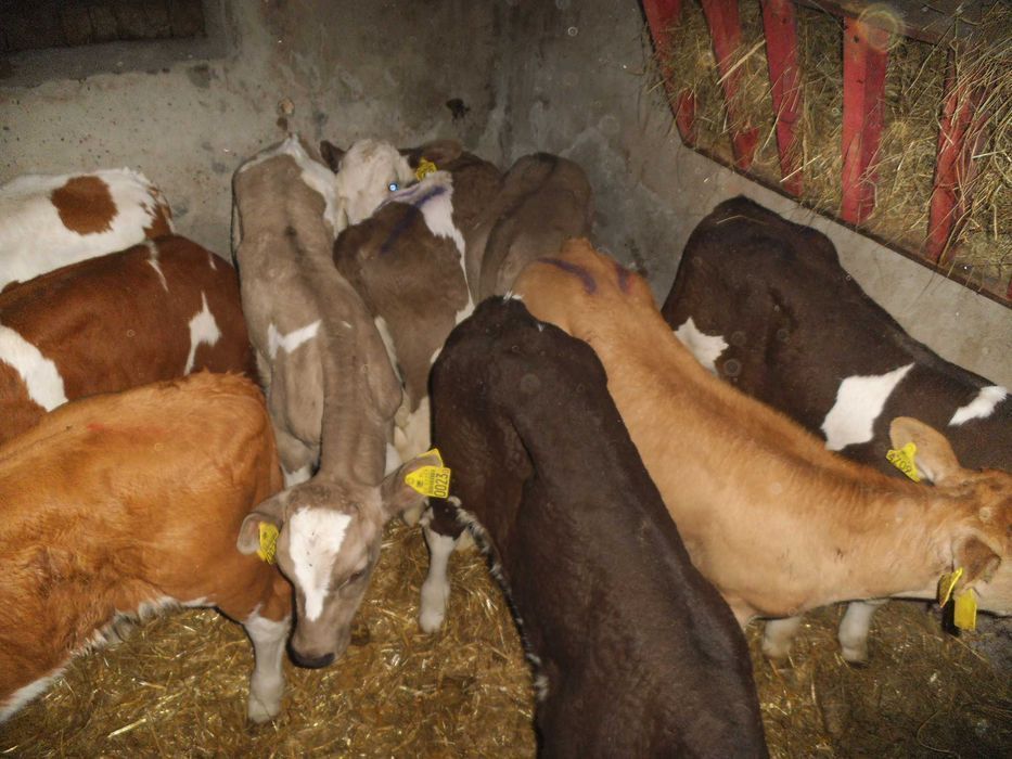 Cielaki MM, MS, SM, byczki, jałówki, jałówki i byczki HF RW, dowóz