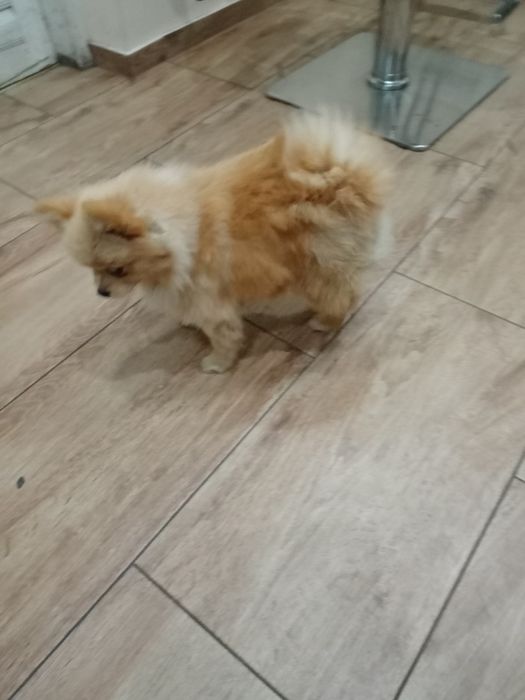 Szpic pomeranian