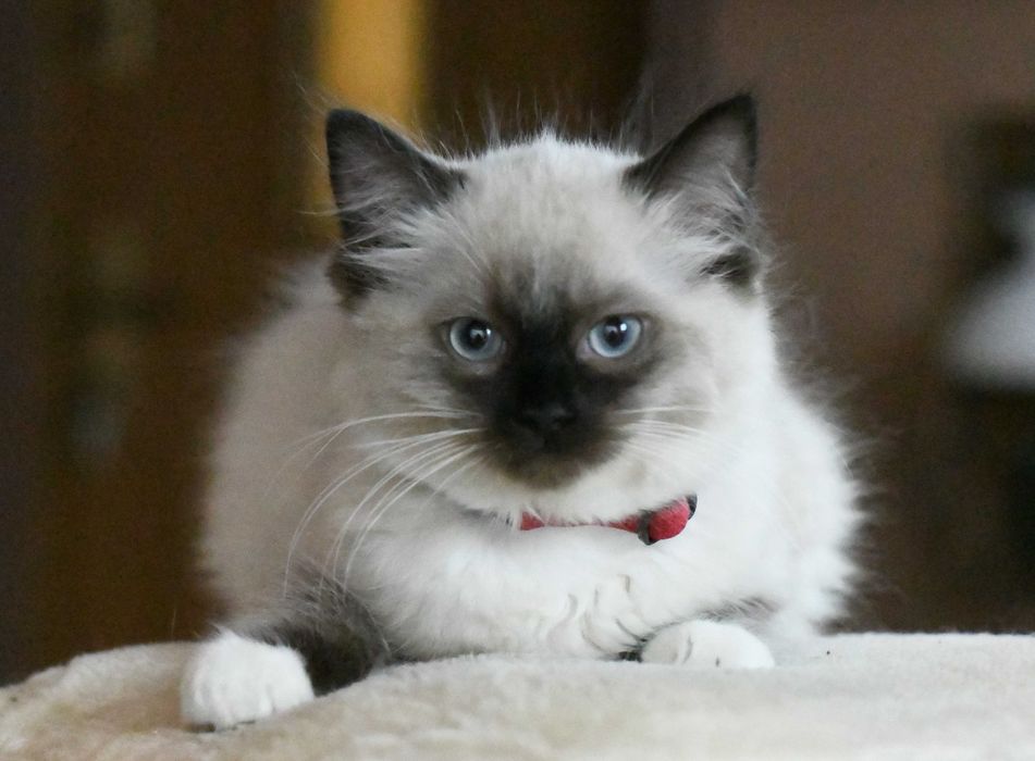 Ragdoll kotka seal mitted