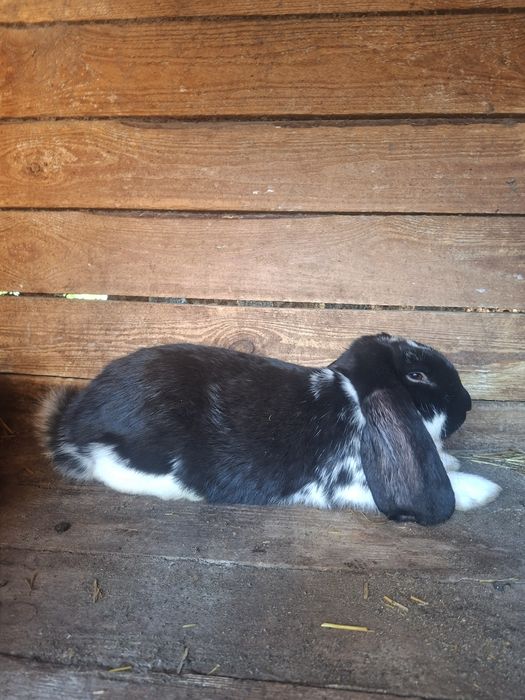 Kroliki barany francuskie młode Samice