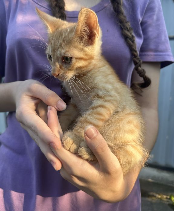 Віддам котика в добрі руки! Безкоштовно