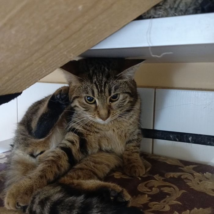 Пристраиваем в добрые руки