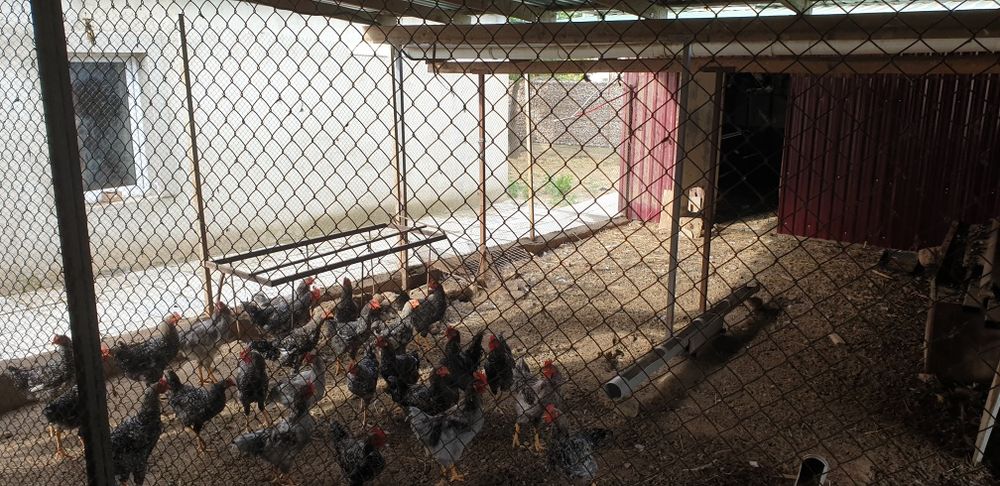 Продам,Недвижимость,Дом,Землю, Ферму  по выращиванию птицы или животны