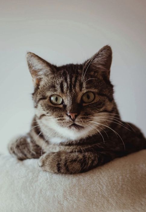 Brzoskwinka czeka na dom