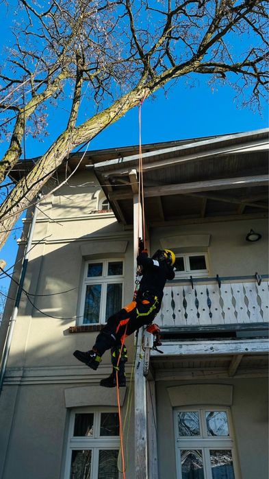 Wycinka drzew Włocławek, Toruń, Płock