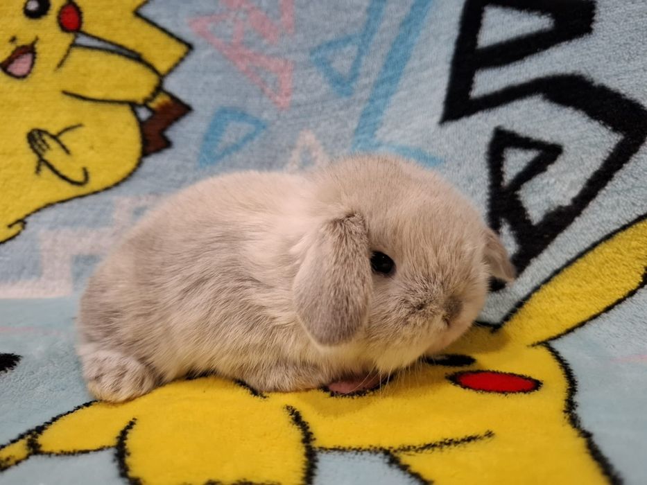 Króliczek mini lop karzełek baranek teddy  miniaturka rex lewki