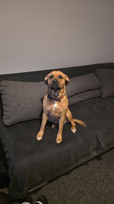 Oddam w dobre ręce 3 letnia sunie