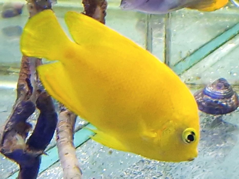 Centropyge heraldi Ryba Morska Akwarium Morskie