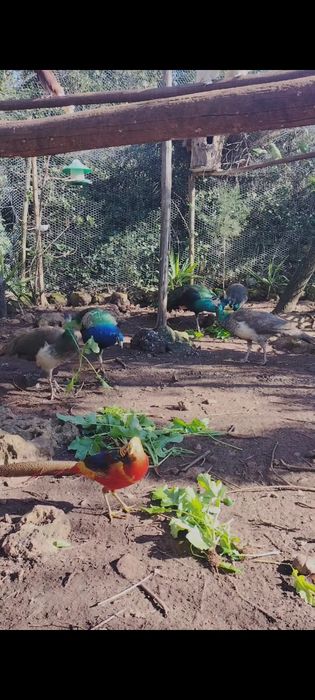 Pavões e pavoas adultas