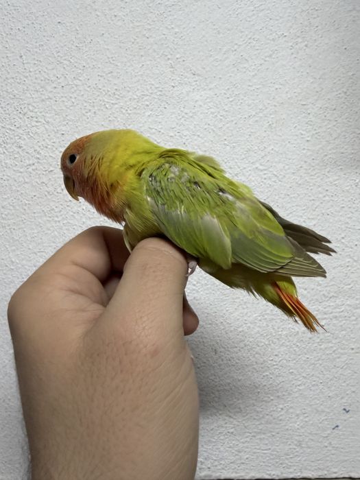 Agaporni criado a mao