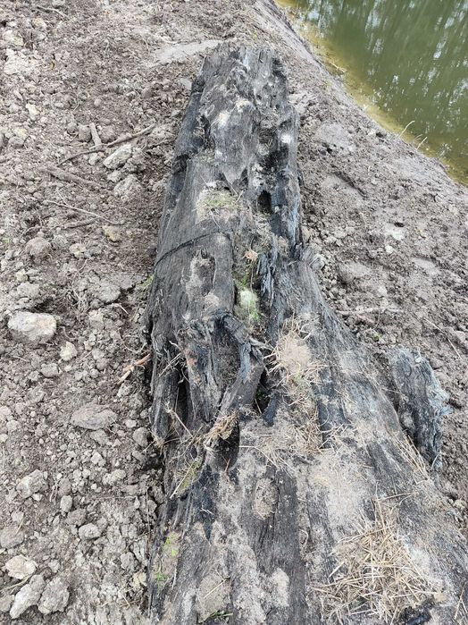 Sprzedam kłodę czarnego dębu.