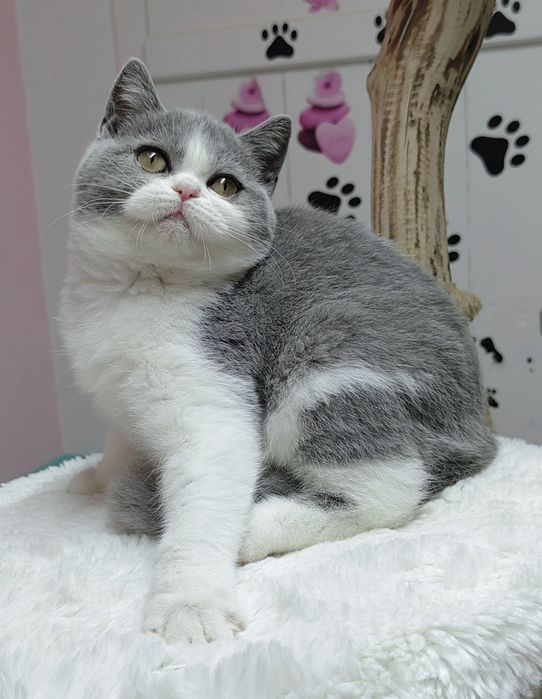 Menina scottish straight bicolor