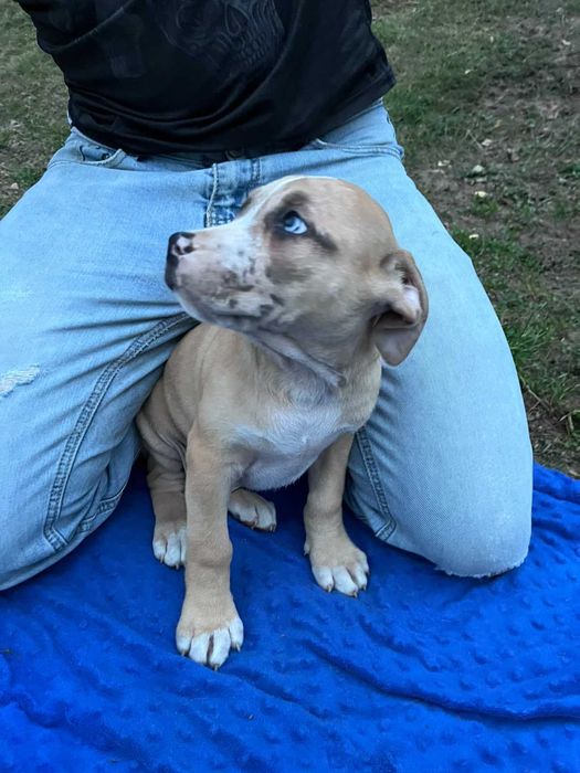 Amstaff samiec kremowy błękitne oko
