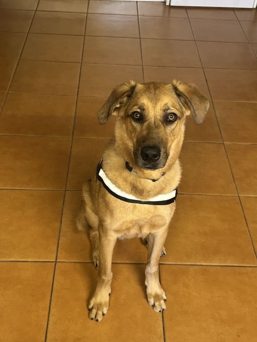 Cão para adoção gratis