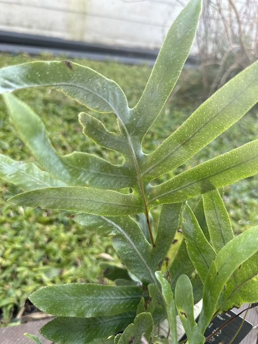 Feto/Samambaia Phlebodium aureum blue star