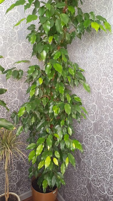 Фикус Бенджамина !