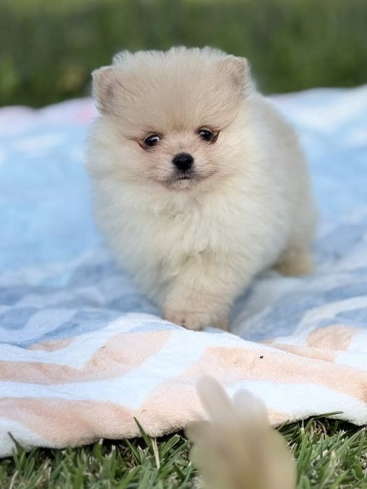 Lulu da Pomerânia menino Micro Miniatura