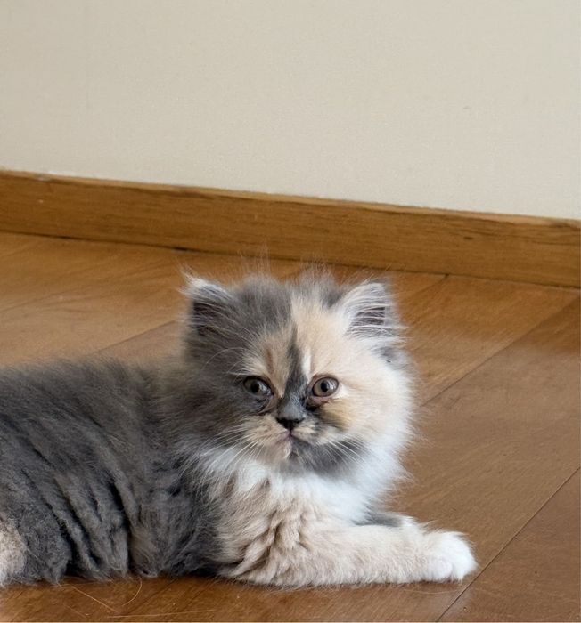 Gato persa fofas