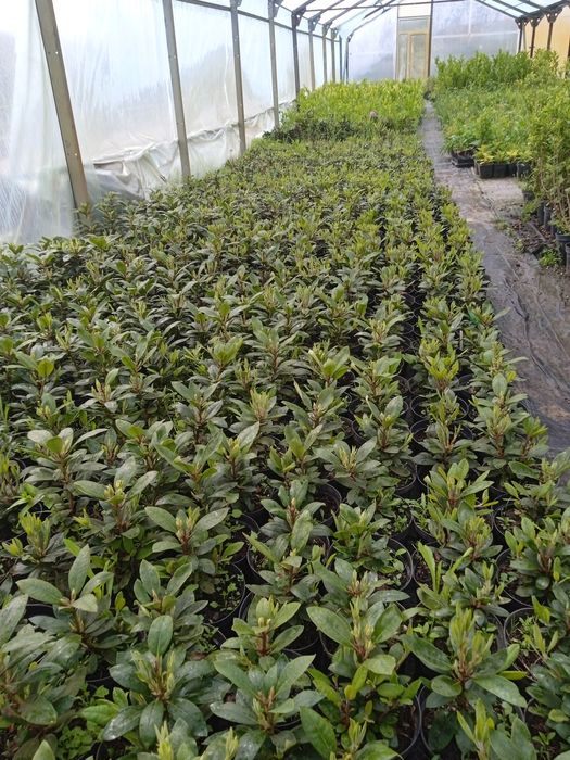 Рододендрон ! Червоний , фіолетовий , біло-рожевий , малиновий.