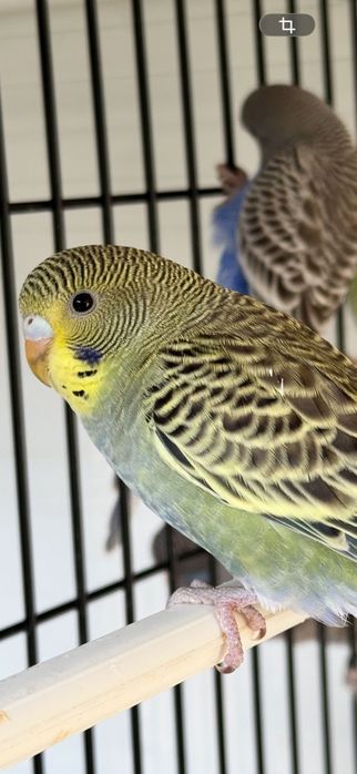 Periquitos Portadores Black face