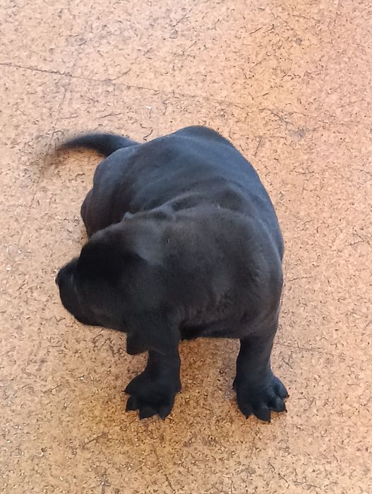 Bebê cane corso x labrador