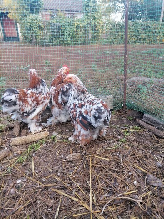 Продам кохінхін карликовий