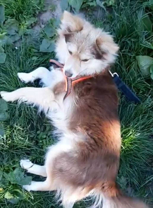 Песик в добрі руки. Собака.