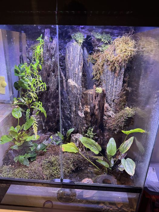 PALUDARIUM 60x45x45 komplet tanio Wawa rośliny sprzęt hydraulika