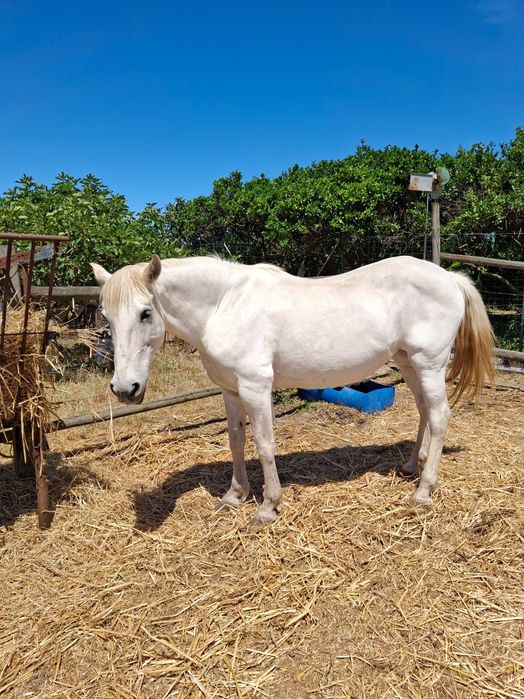 Cavalos para  venda