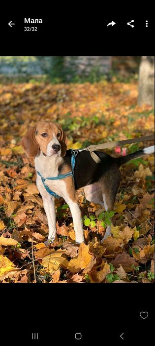 Вязка Бігль. Самець досвідчений.