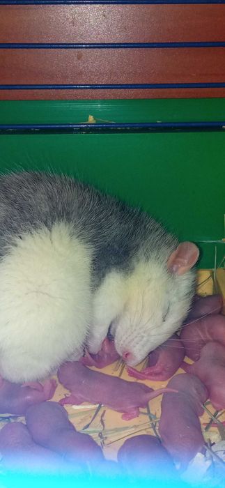 Криси породи "дамбо"