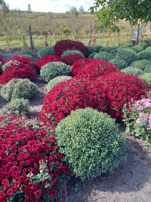 Хризантеми мультифлора