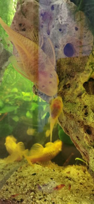 Akwarystyka koglonojady czarne 3 zł i żółte 4 zł rozmiar od 2 cm do 4,