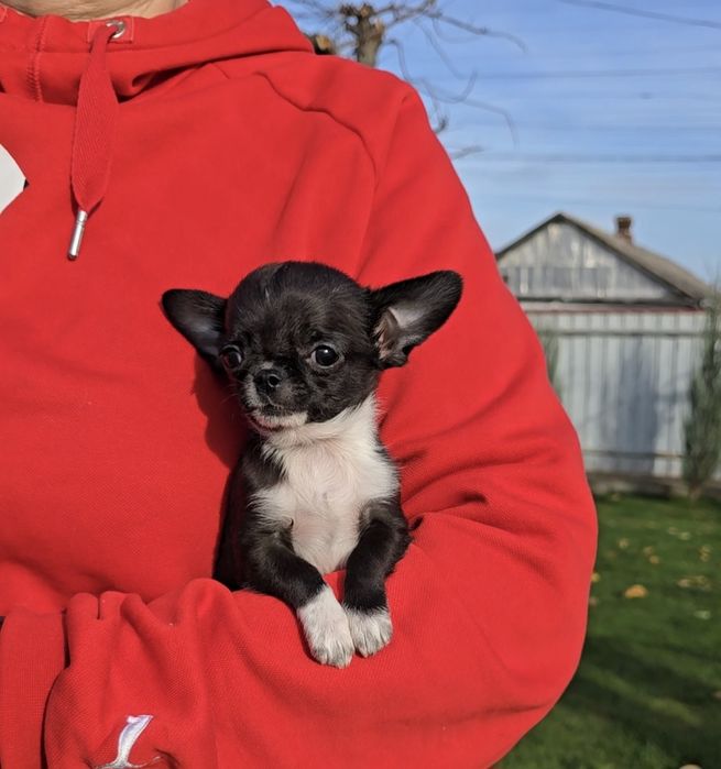 Чихуахуа. Лялькові красунчики.