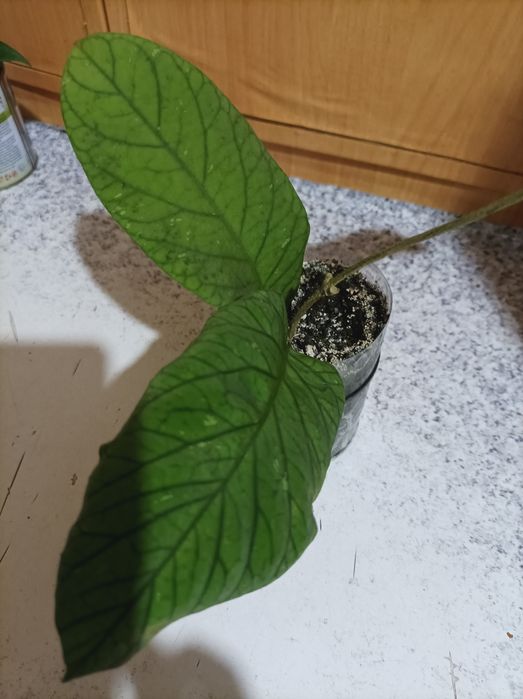 Хойя триколор, та багато інших цікавих хой