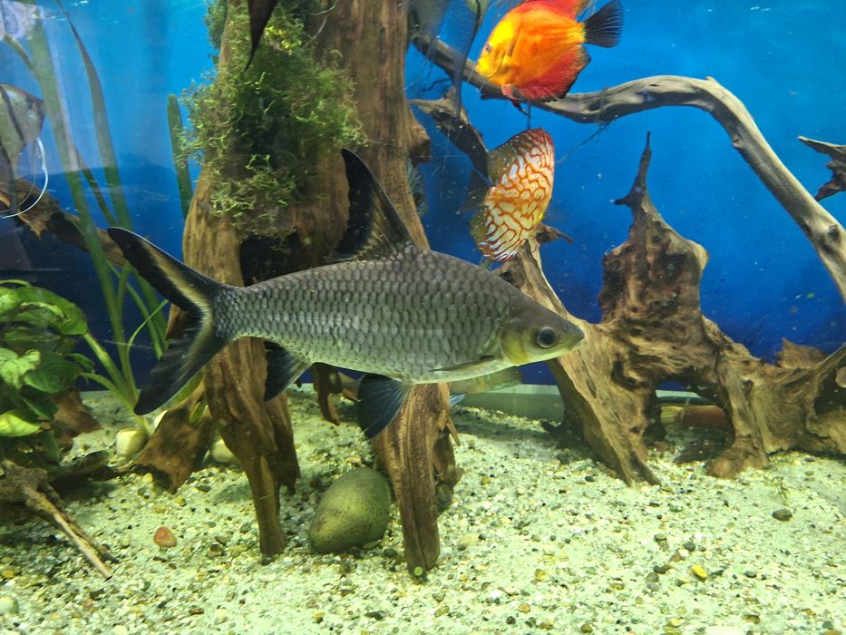 Brzanka rekinia 24 cm