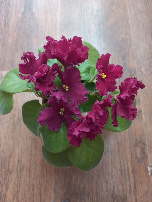 Продам фіалочку Ле Лето красное