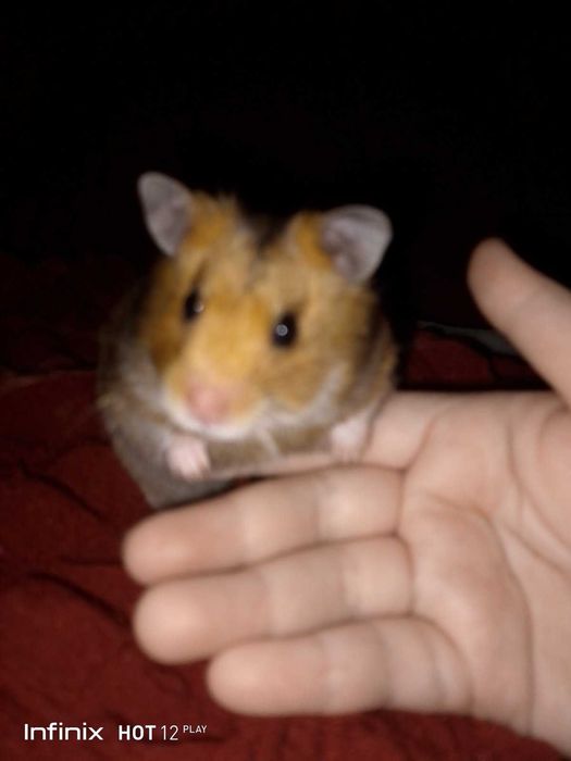 Королевский красивенный хомяк