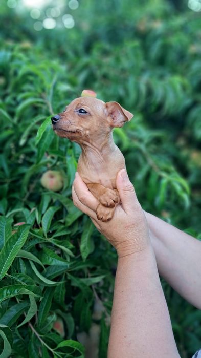 Pinscher macho preto afogueado
