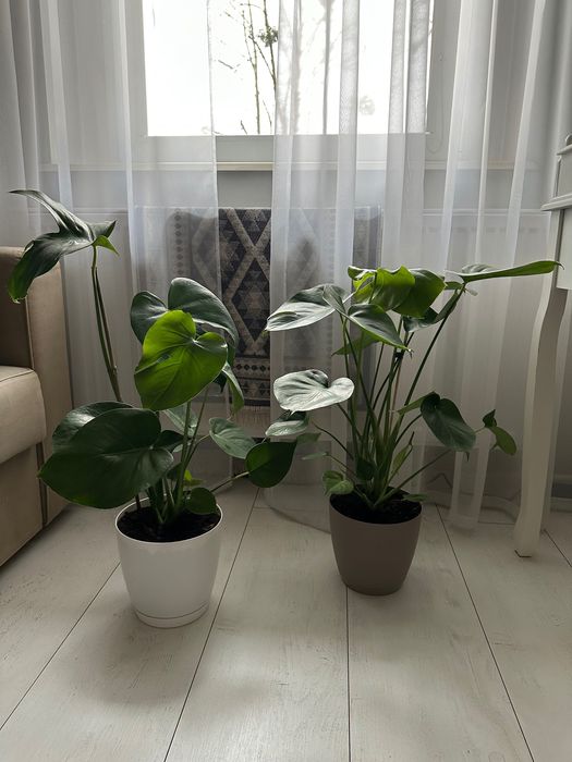 Dwie monstery ok 70cm