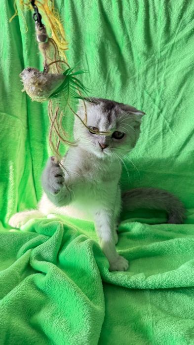Macho scottish fold