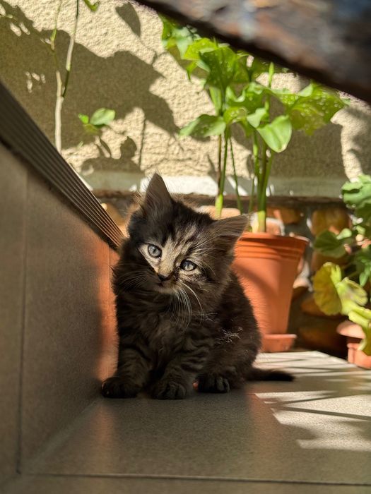 Віддам котиків в добрі руки, безкоштовно