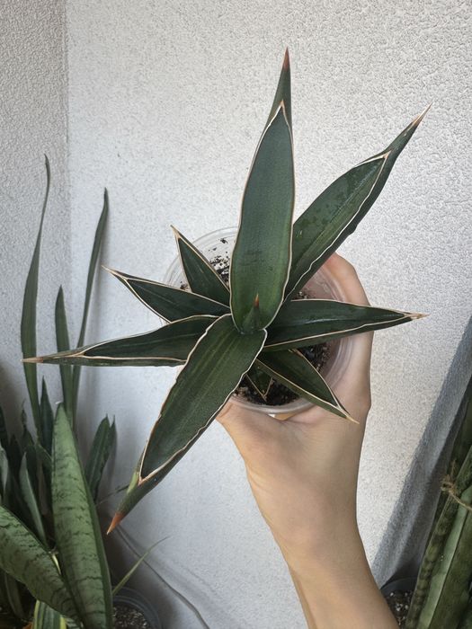Sansevieria Robuscula variegated