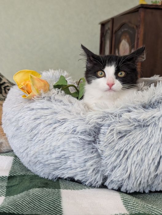 Кошеня дівчинка Цукерка шукає родину
