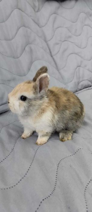 Króliczki  miniaturki