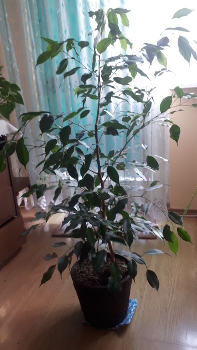 Fikus Benjamin 125 cm z donicą